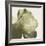 Pistachio Rose-Malcolm Sanders-Framed Giclee Print