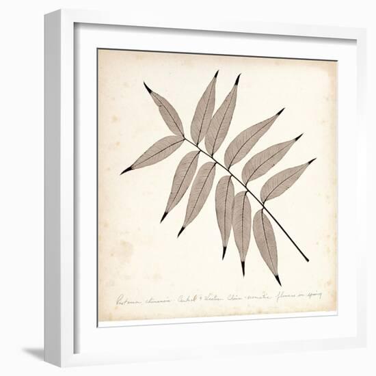 Pistacia Leaf-Booker Morey-Framed Art Print