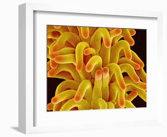 Pistil of a Chickweed Plant-Micro Discovery-Framed Photographic Print