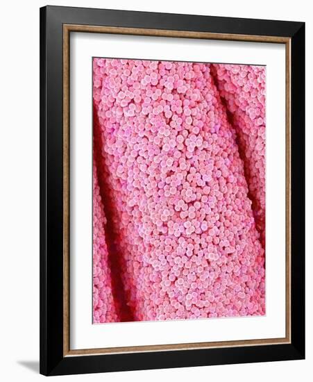 Pistil of Crab Cactus-Micro Discovery-Framed Photographic Print