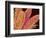 Pistil of Geranium-Micro Discovery-Framed Photographic Print