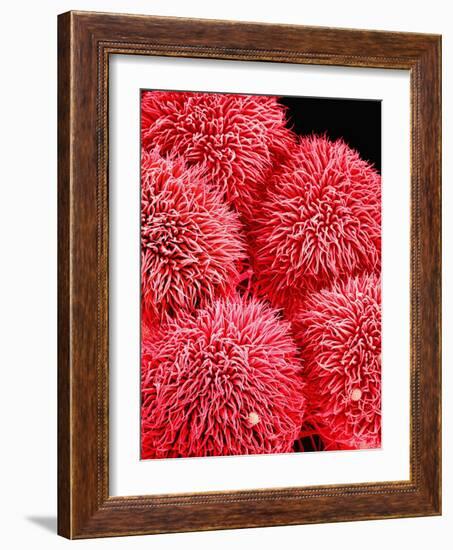 Pistil of Hibiscus Flower-Micro Discovery-Framed Photographic Print