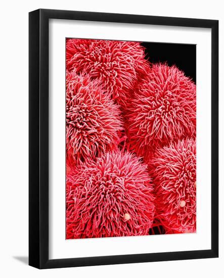 Pistil of Hibiscus Flower-Micro Discovery-Framed Photographic Print