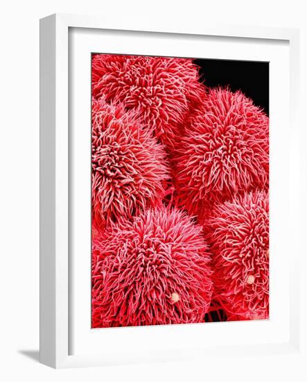 Pistil of Hibiscus Flower-Micro Discovery-Framed Photographic Print