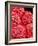 Pistil of Hibiscus Flower-Micro Discovery-Framed Photographic Print