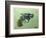 Pistol, 2016 (Oil on Canvas)-Thomas MacGregor-Framed Giclee Print