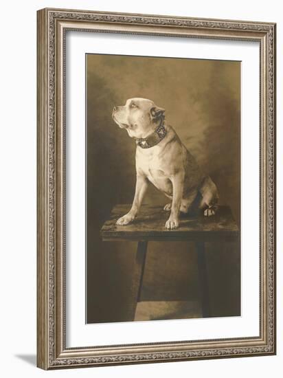 Pit Bull on Table with Collar-null-Framed Art Print