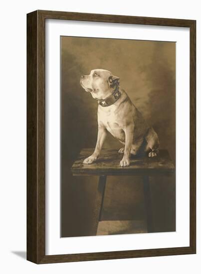 Pit Bull on Table with Collar-null-Framed Art Print