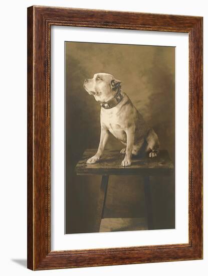 Pit Bull on Table with Collar-null-Framed Art Print