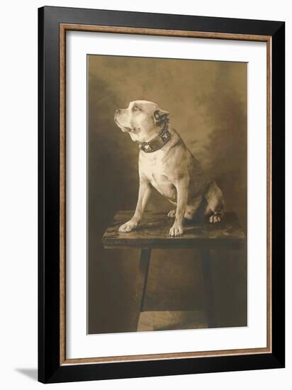 Pit Bull on Table with Collar-null-Framed Art Print