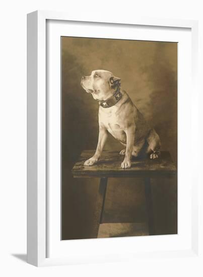 Pit Bull on Table with Collar-null-Framed Art Print