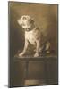 Pit Bull on Table with Collar-null-Mounted Art Print