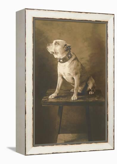 Pit Bull on Table with Collar-null-Framed Stretched Canvas