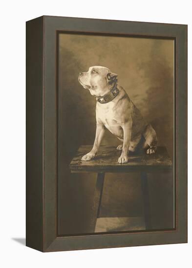 Pit Bull on Table with Collar-null-Framed Stretched Canvas