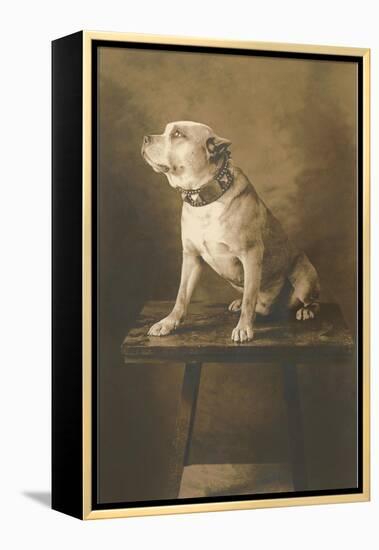 Pit Bull on Table with Collar-null-Framed Stretched Canvas