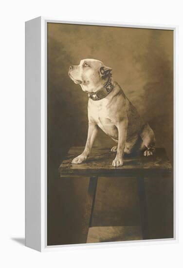 Pit Bull on Table with Collar-null-Framed Stretched Canvas