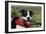 Pit Bull Terrier 02-Bob Langrish-Framed Photographic Print