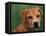 Pit Bull Terrier Puppy Portrait-Adriano Bacchella-Framed Premier Image Canvas