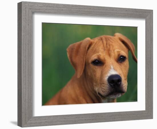 Pit Bull Terrier Puppy Portrait-Adriano Bacchella-Framed Photographic Print