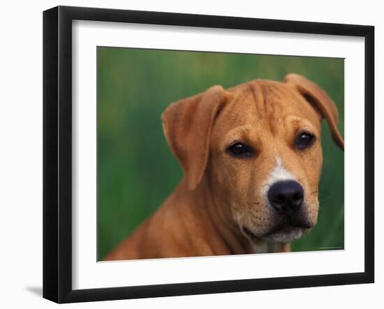 Pit Bull Terrier Puppy Portrait-Adriano Bacchella-Framed Photographic Print