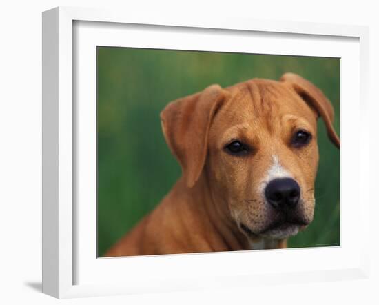 Pit Bull Terrier Puppy Portrait-Adriano Bacchella-Framed Photographic Print