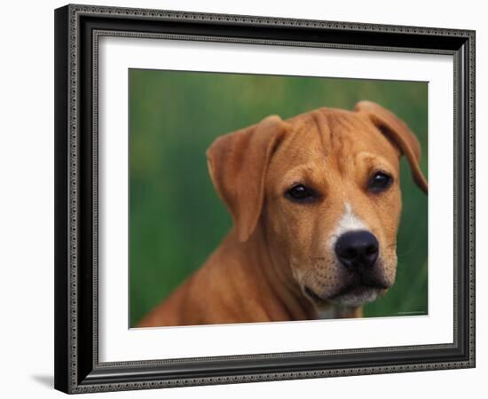 Pit Bull Terrier Puppy Portrait-Adriano Bacchella-Framed Photographic Print