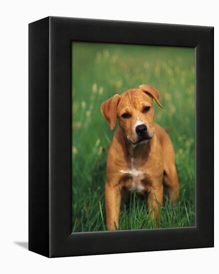 Pit Bull Terrier Puppy-Adriano Bacchella-Framed Premier Image Canvas