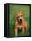 Pit Bull Terrier Puppy-Adriano Bacchella-Framed Premier Image Canvas