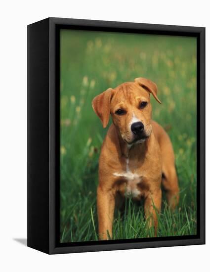 Pit Bull Terrier Puppy-Adriano Bacchella-Framed Premier Image Canvas