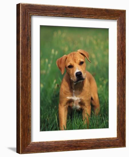 Pit Bull Terrier Puppy-Adriano Bacchella-Framed Photographic Print