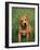 Pit Bull Terrier Puppy-Adriano Bacchella-Framed Photographic Print