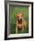 Pit Bull Terrier Puppy-Adriano Bacchella-Framed Photographic Print