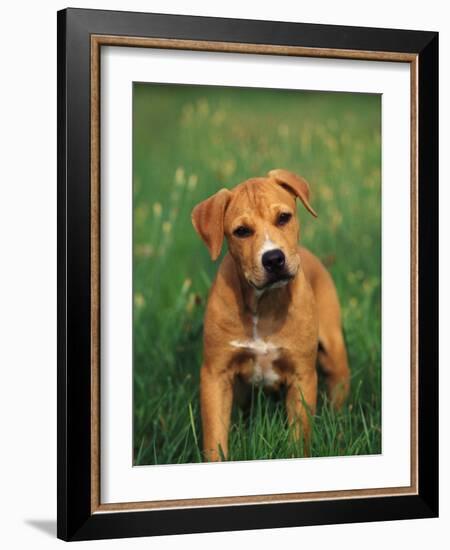 Pit Bull Terrier Puppy-Adriano Bacchella-Framed Photographic Print