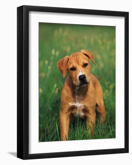 Pit Bull Terrier Puppy-Adriano Bacchella-Framed Photographic Print