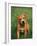 Pit Bull Terrier Puppy-Adriano Bacchella-Framed Photographic Print