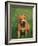 Pit Bull Terrier Puppy-Adriano Bacchella-Framed Photographic Print