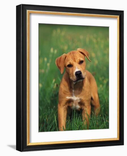 Pit Bull Terrier Puppy-Adriano Bacchella-Framed Photographic Print