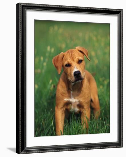 Pit Bull Terrier Puppy-Adriano Bacchella-Framed Photographic Print