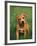 Pit Bull Terrier Puppy-Adriano Bacchella-Framed Photographic Print