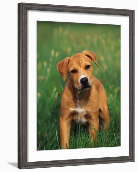 Pit Bull Terrier Puppy-Adriano Bacchella-Framed Photographic Print