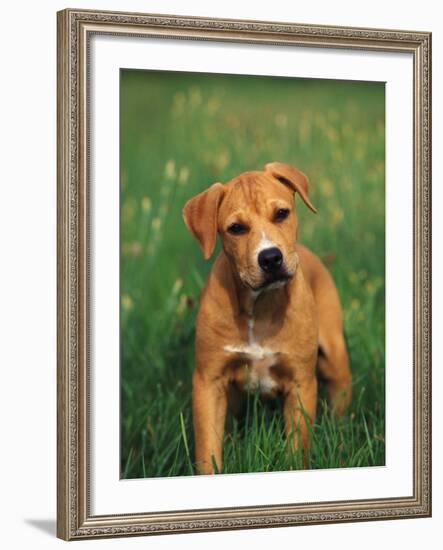 Pit Bull Terrier Puppy-Adriano Bacchella-Framed Photographic Print