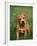 Pit Bull Terrier Puppy-Adriano Bacchella-Framed Photographic Print