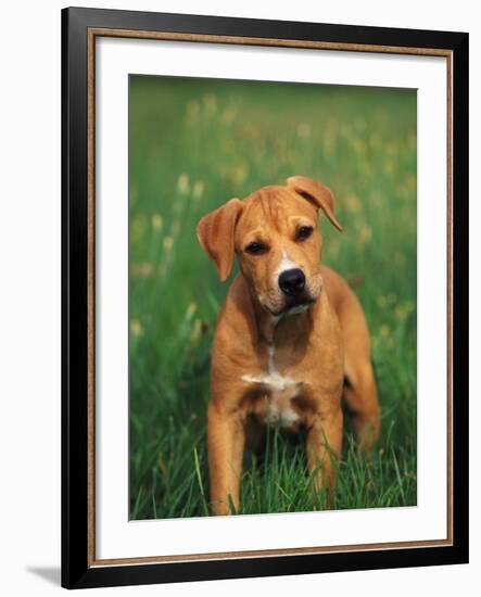 Pit Bull Terrier Puppy-Adriano Bacchella-Framed Photographic Print