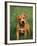 Pit Bull Terrier Puppy-Adriano Bacchella-Framed Photographic Print