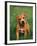 Pit Bull Terrier Puppy-Adriano Bacchella-Framed Photographic Print