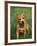 Pit Bull Terrier Puppy-Adriano Bacchella-Framed Photographic Print