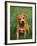 Pit Bull Terrier Puppy-Adriano Bacchella-Framed Photographic Print