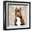 Pit Bull-Keri Rodgers-Framed Art Print