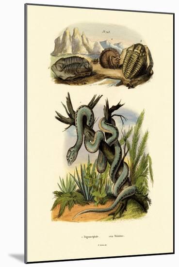Pit Viper, 1833-39-null-Mounted Giclee Print