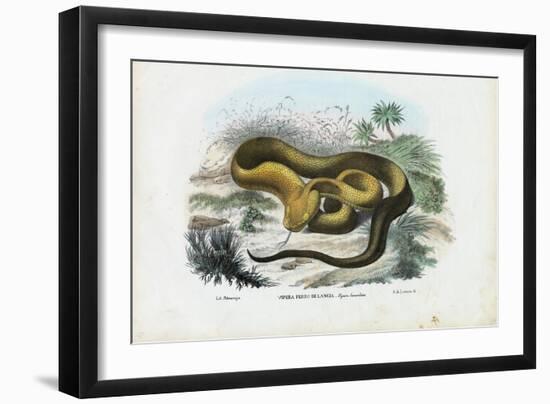Pit Viper, 1863-79-Raimundo Petraroja-Framed Giclee Print